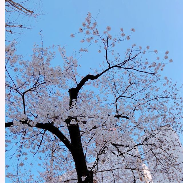 婚活サロンの前の幼稚園で、桜がこんなに咲き始めていました♫桜の見ごろまでもうすぐですね。皆さんの婚活にも春よ来い！！ #ビリーブインユアセルフ #大阪市住吉区あびこ #結婚相談所 #婚活 #春よ来い #出逢いの季節